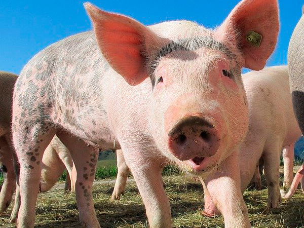 porc gamel et fils